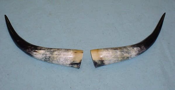 Antlers & Horns for Sale — Claw, Antler & Hide Co.